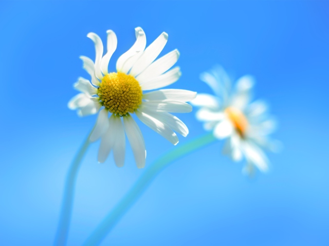 Windows 8 Daisy Flower wallpaper 640x480