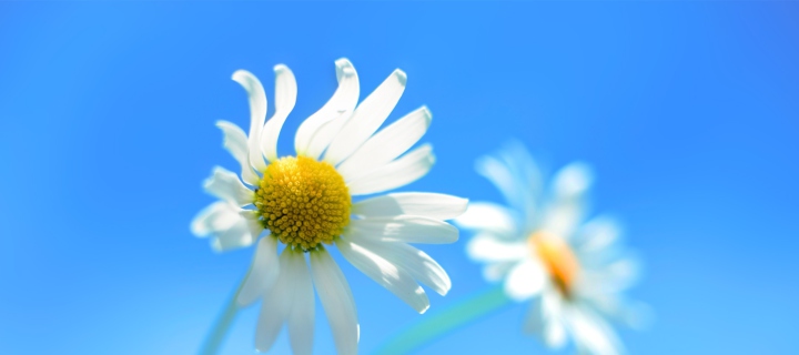 Windows 8 Daisy Flower wallpaper 720x320