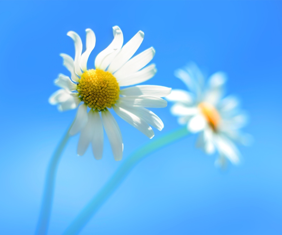 Das Windows 8 Daisy Flower Wallpaper 960x800