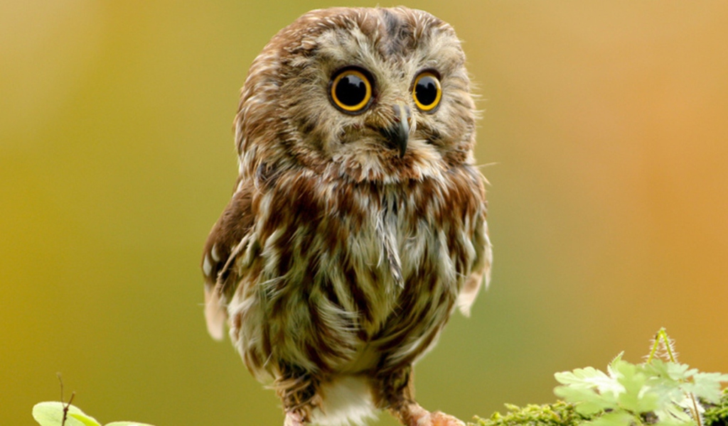 Sfondi Cute Owl 1024x600