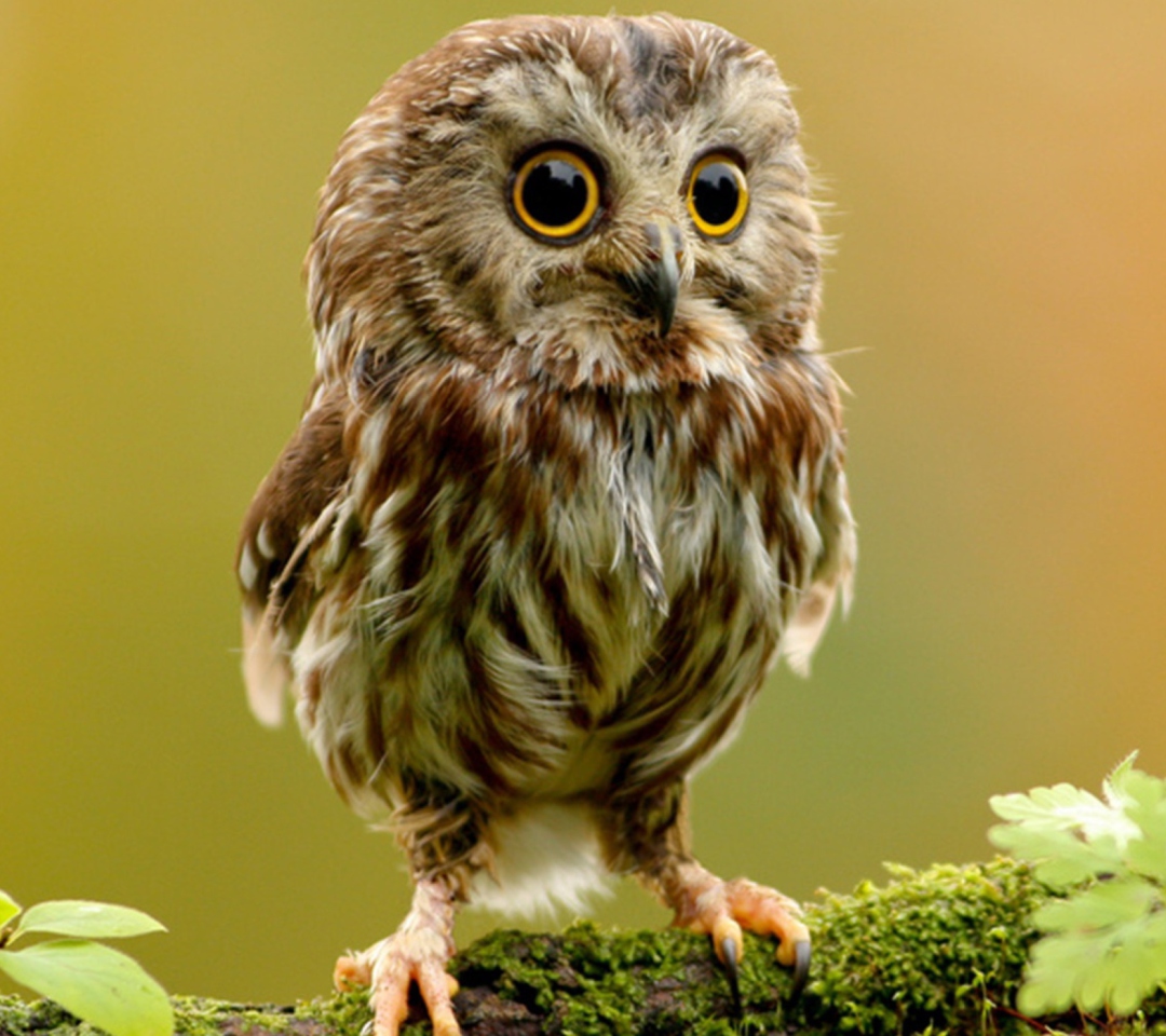 Das Cute Owl Wallpaper 1080x960