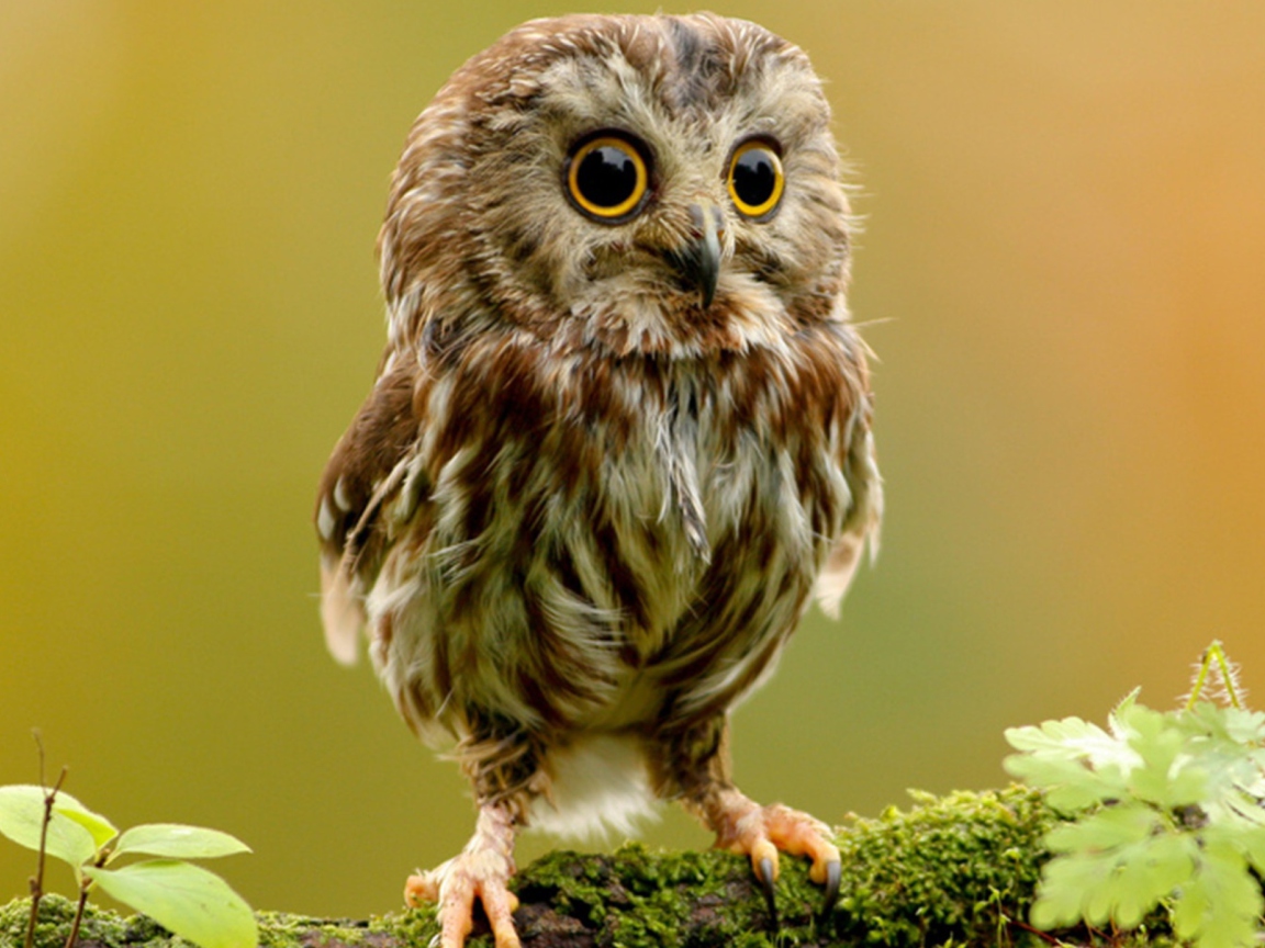 Обои Cute Owl 1152x864