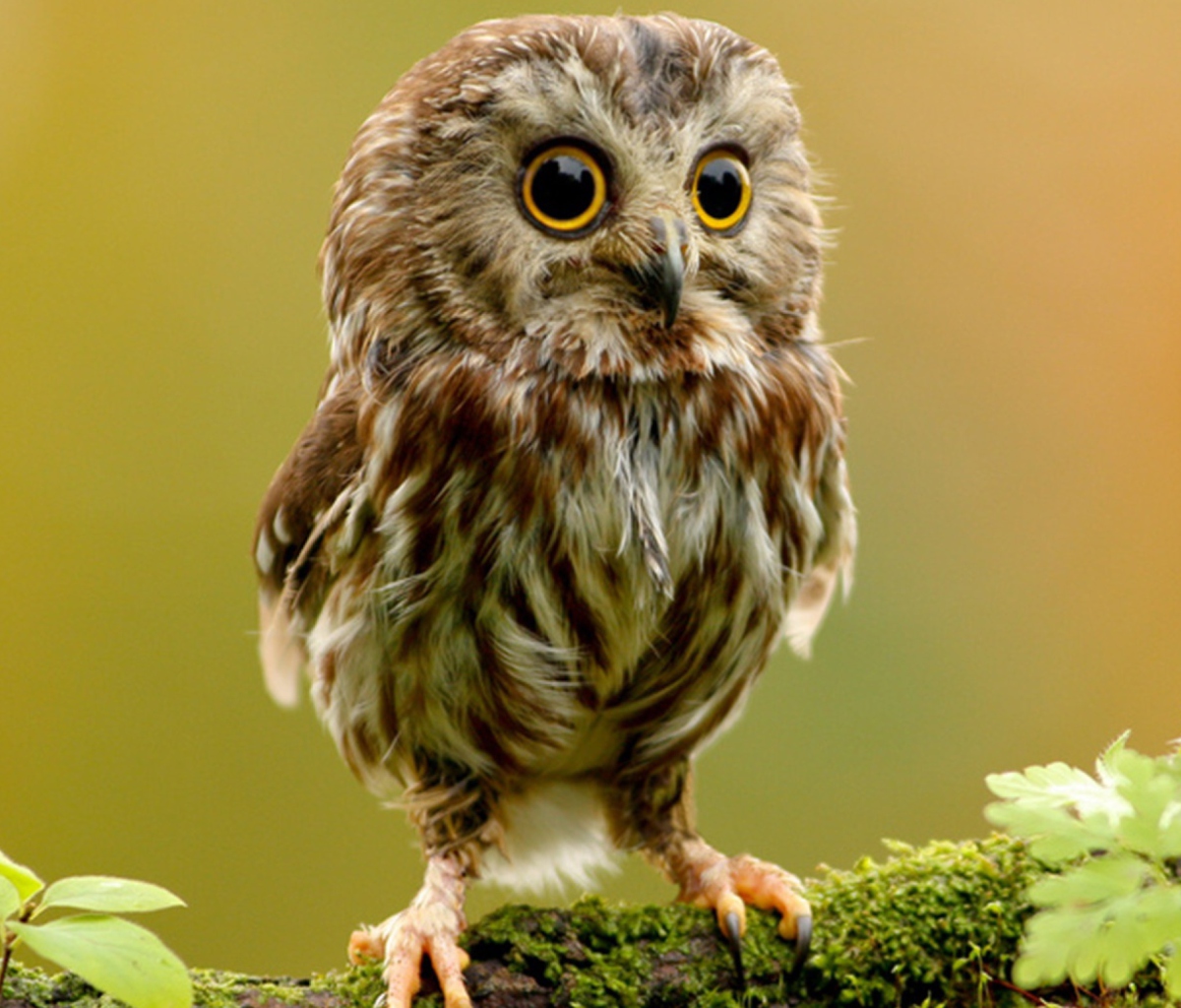Cute Owl wallpaper 1200x1024