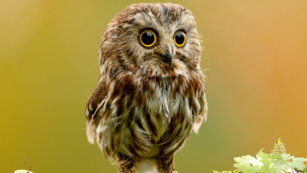 Fondo de pantalla Cute Owl 1280x720