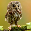 Screenshot №1 pro téma Cute Owl 128x128
