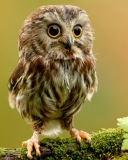 Das Cute Owl Wallpaper 128x160