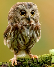 Screenshot №1 pro téma Cute Owl 176x220