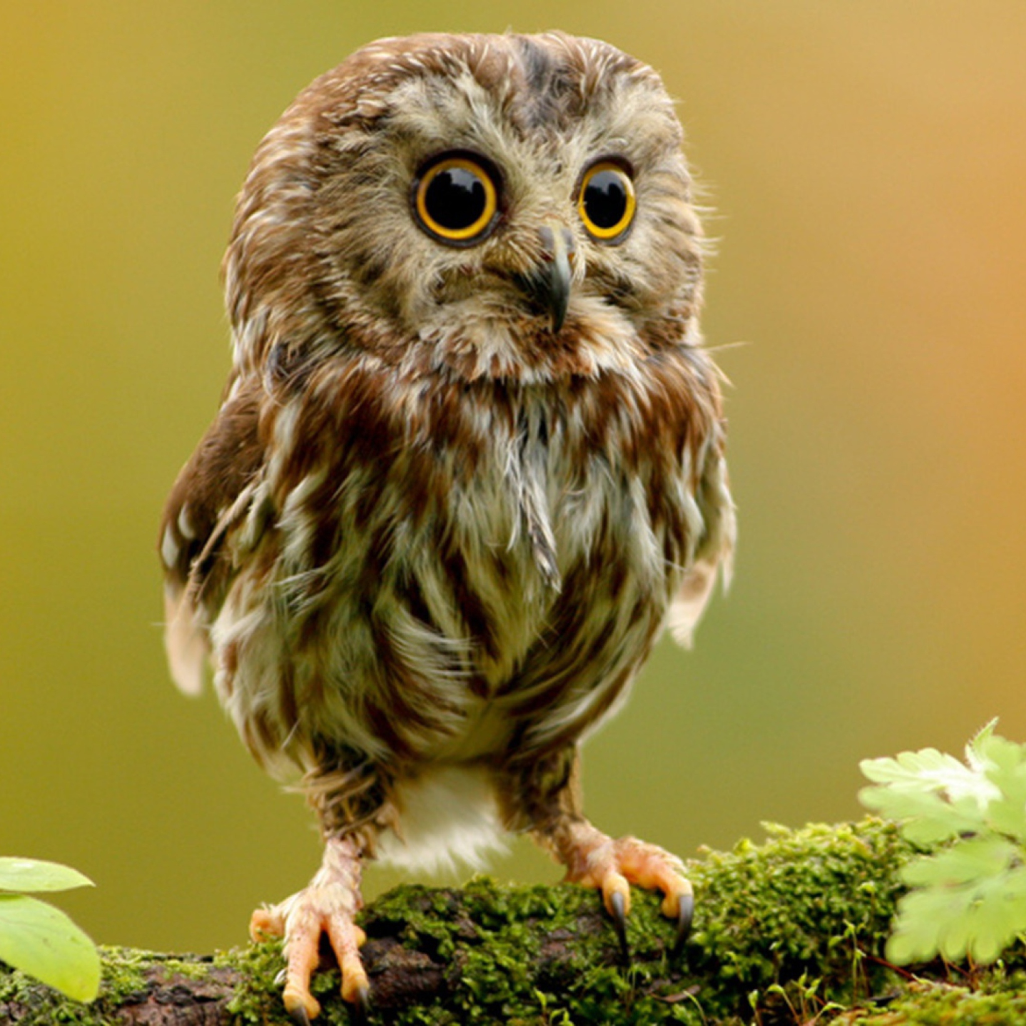 Cute Owl screenshot #1 2048x2048