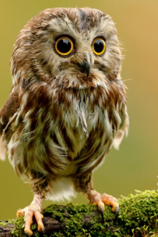 Обои Cute Owl 320x480