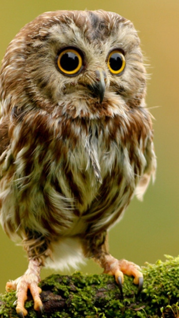 Fondo de pantalla Cute Owl 360x640