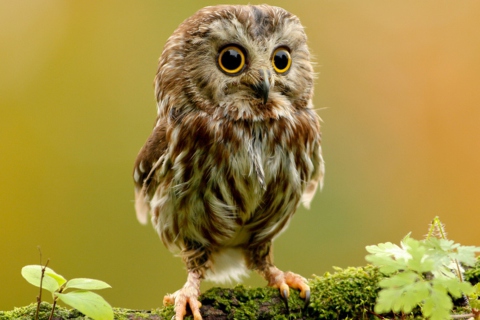 Cute Owl wallpaper 480x320