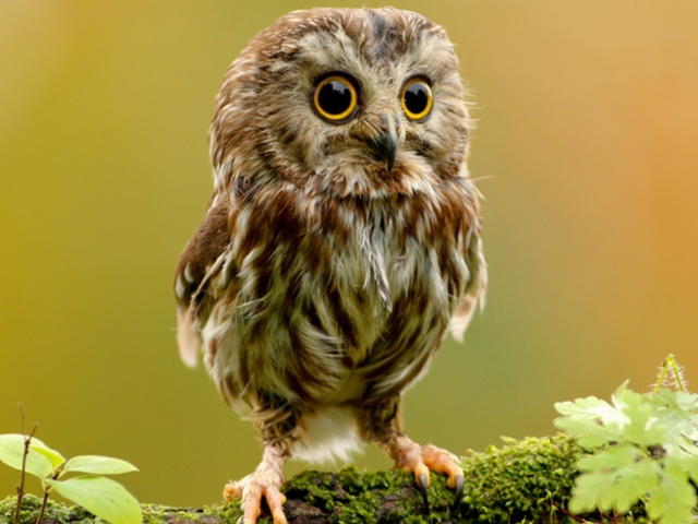 Обои Cute Owl 640x480