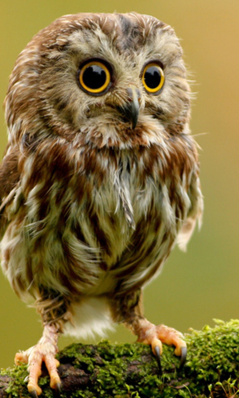 Das Cute Owl Wallpaper 768x1280