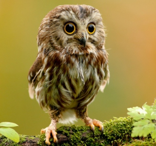 Cute Owl - Fondos de pantalla gratis para iPad 2