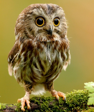 Cute Owl - Obrázkek zdarma pro Nokia C1-00