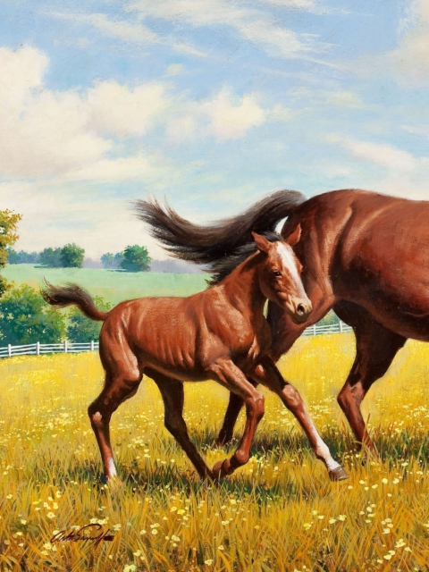 Horses wallpaper 480x640