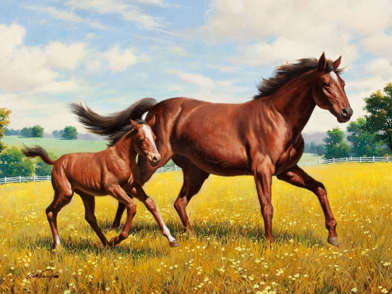 Fondo de pantalla Horses 800x600
