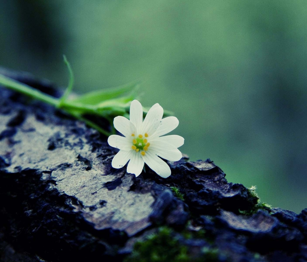 Обои Flower On Log 1200x1024