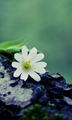 Flower On Log wallpaper 240x400