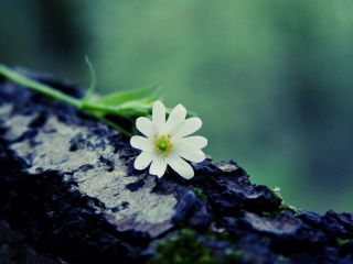 Flower On Log wallpaper 320x240