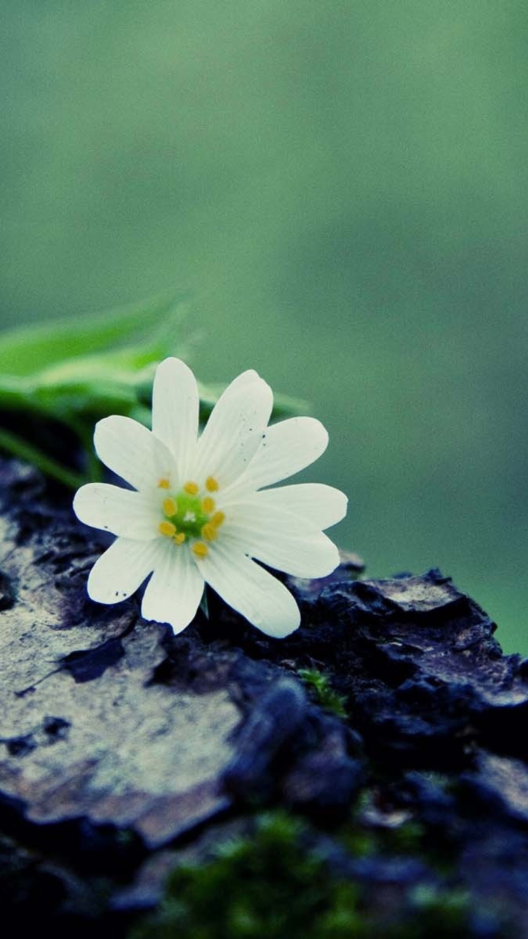 Flower On Log wallpaper 750x1334