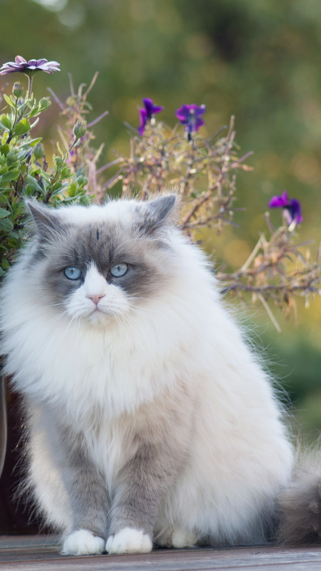 Fondo de pantalla White Fluffy Cat 1080x1920