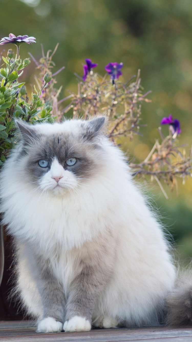 White Fluffy Cat wallpaper 750x1334