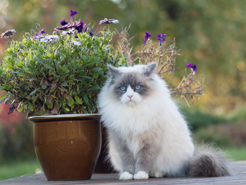 White Fluffy Cat screenshot #1 800x600