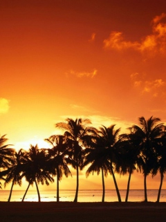 Fondo de pantalla Tropical Sunset 240x320