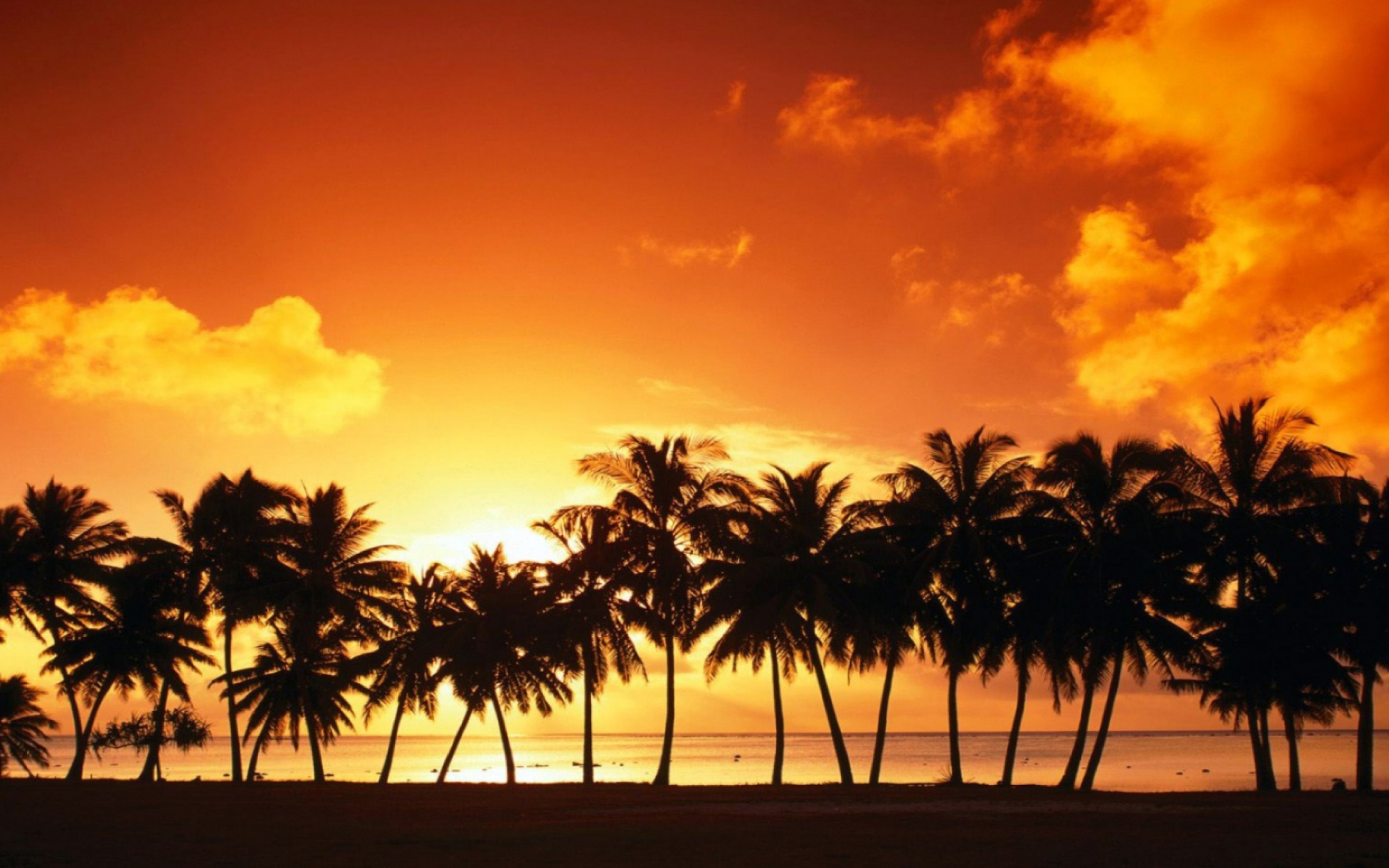 Tropical Sunset wallpaper 2560x1600