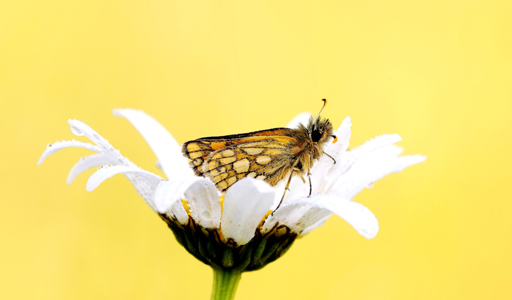 Butterfly and Daisy wallpaper 1024x600