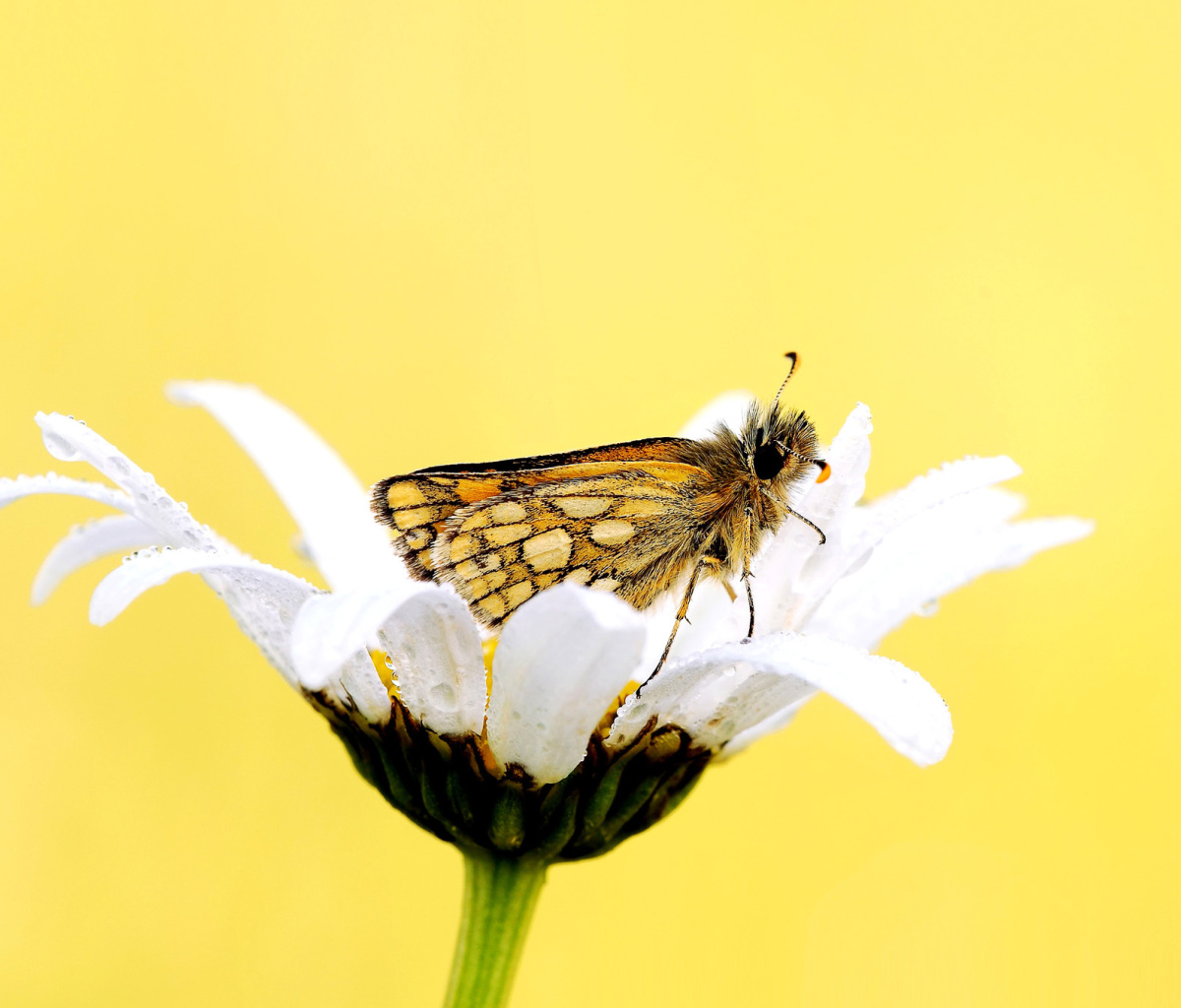 Das Butterfly and Daisy Wallpaper 1200x1024