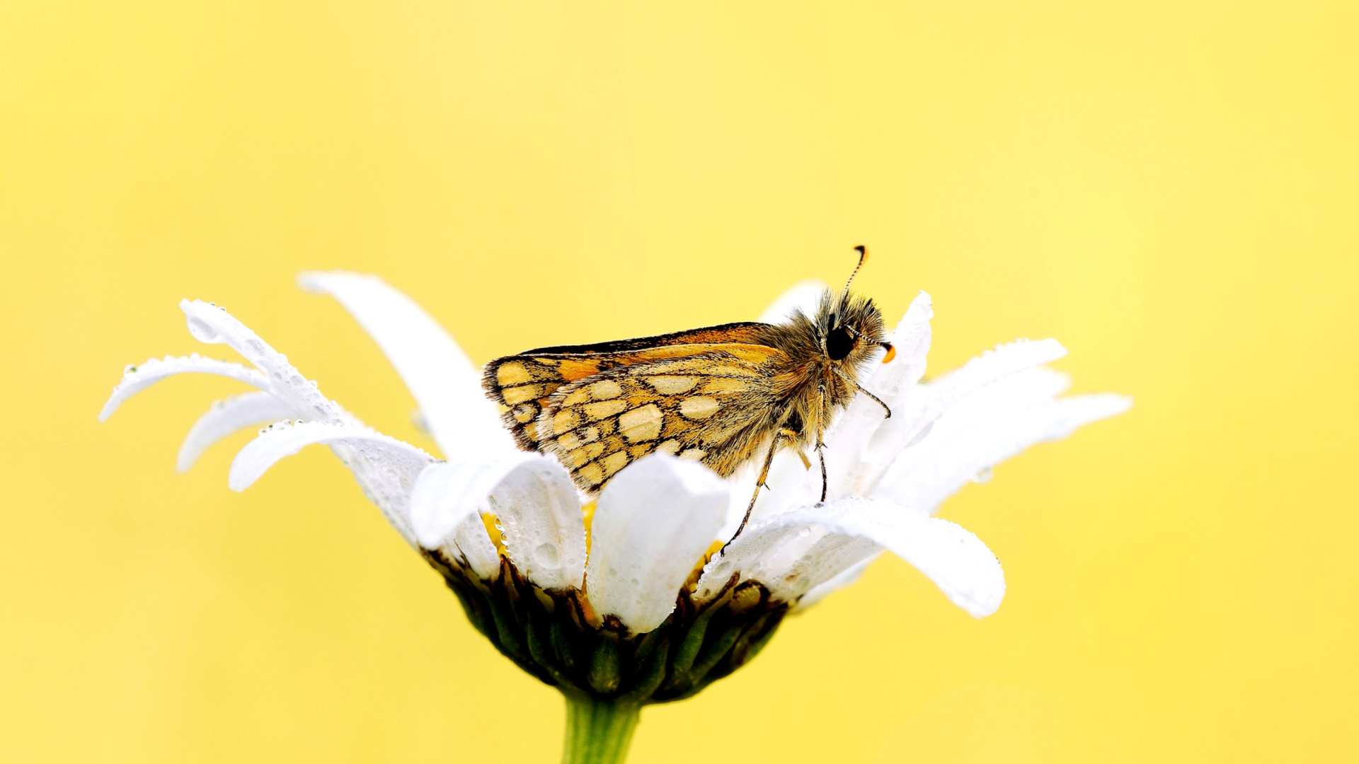 Butterfly and Daisy wallpaper 1920x1080