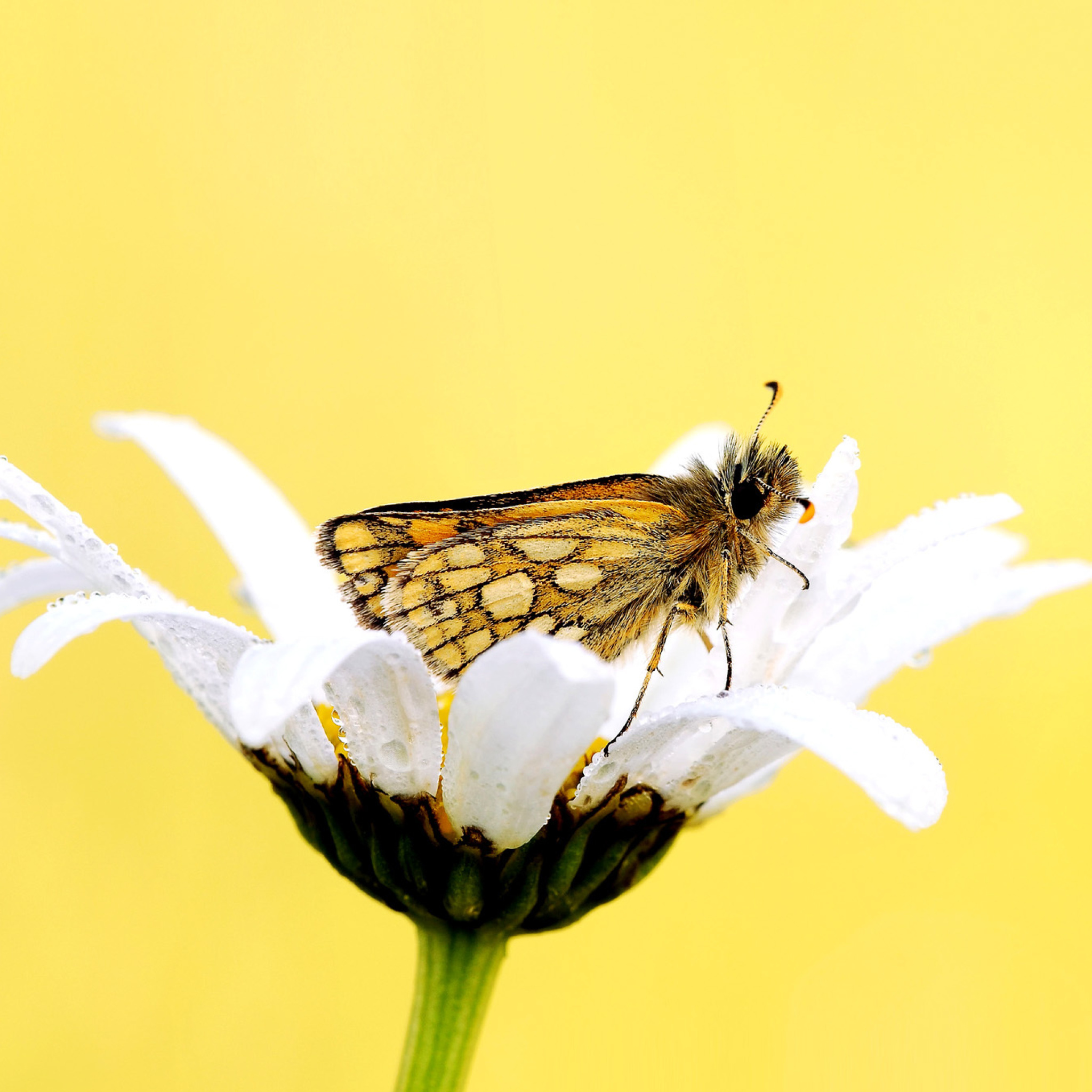 Sfondi Butterfly and Daisy 2048x2048