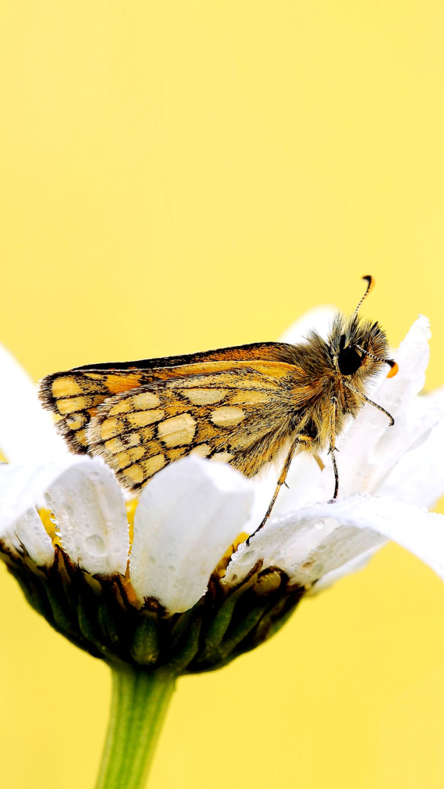 Das Butterfly and Daisy Wallpaper 640x1136