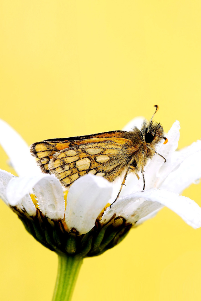 Butterfly and Daisy wallpaper 640x960