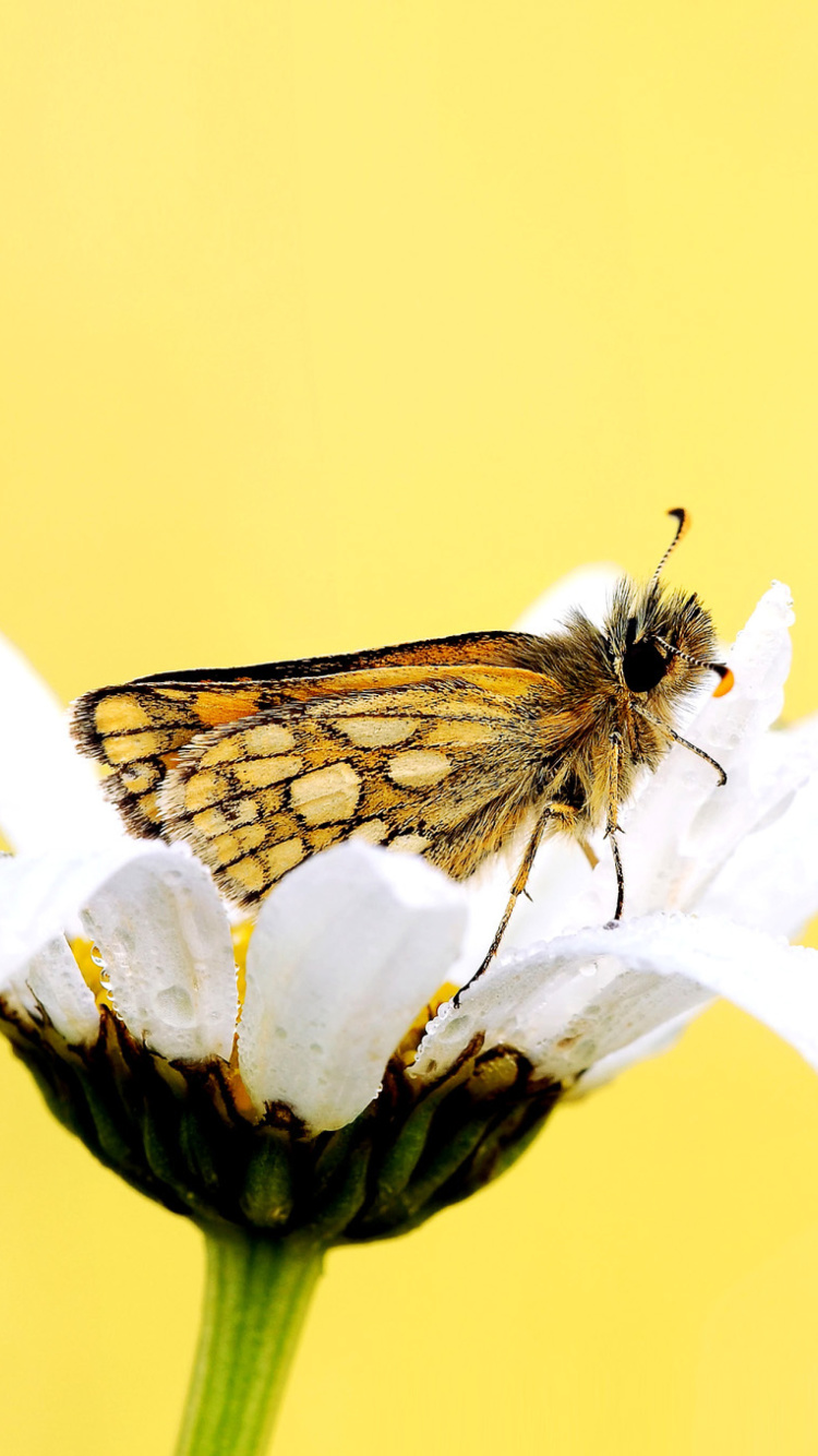 Butterfly and Daisy wallpaper 750x1334