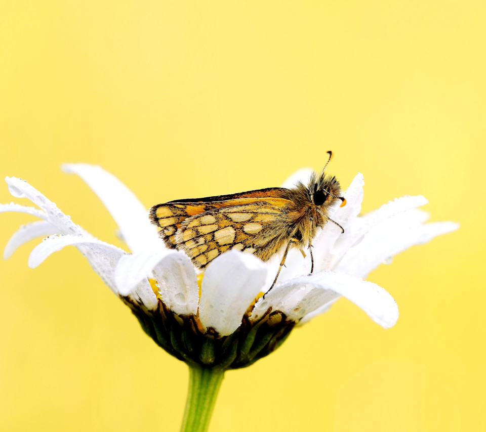 Das Butterfly and Daisy Wallpaper 960x854