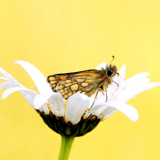 Butterfly and Daisy - Obrázkek zdarma pro 128x128