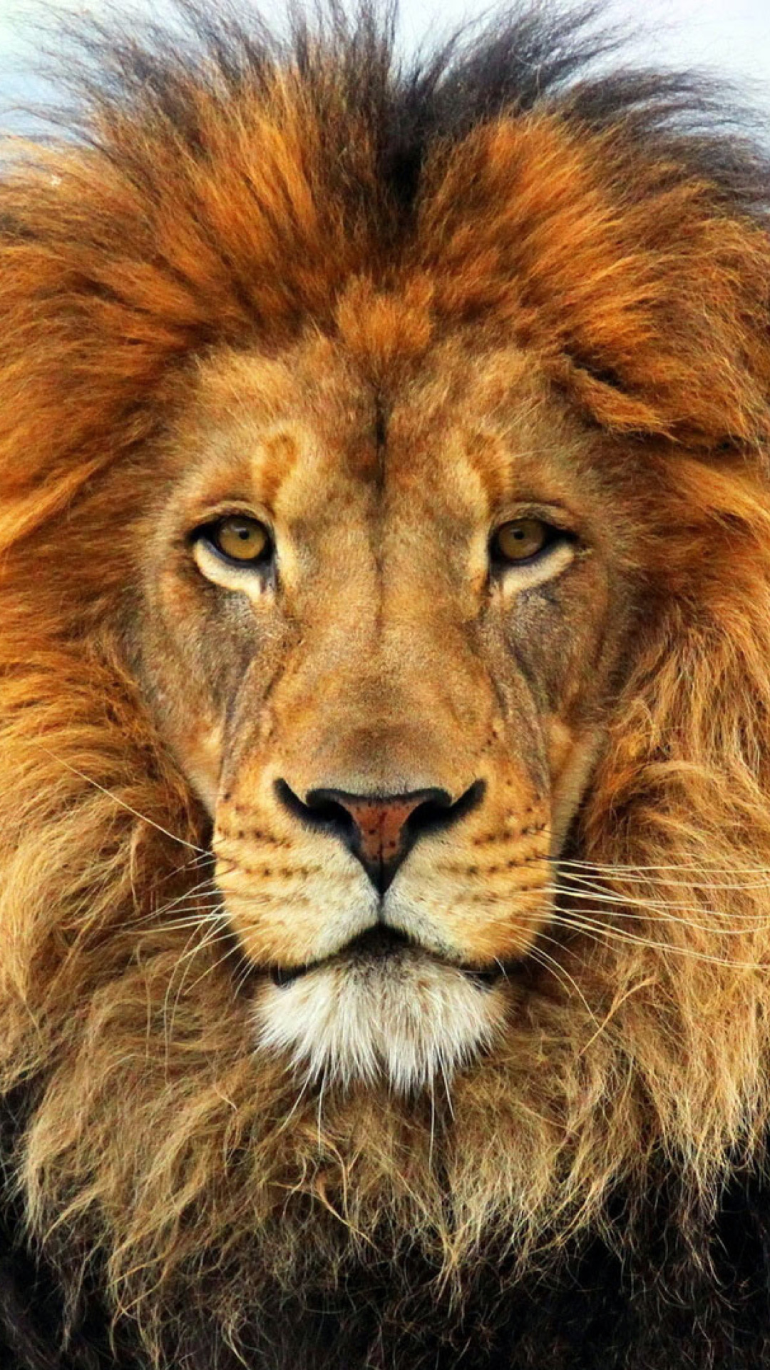 Sfondi Lion Big Cat 1080x1920