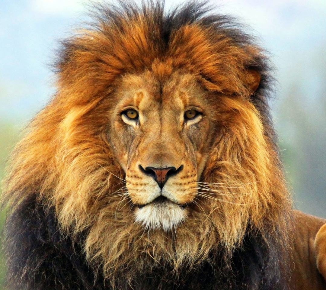 Lion Big Cat wallpaper 1080x960