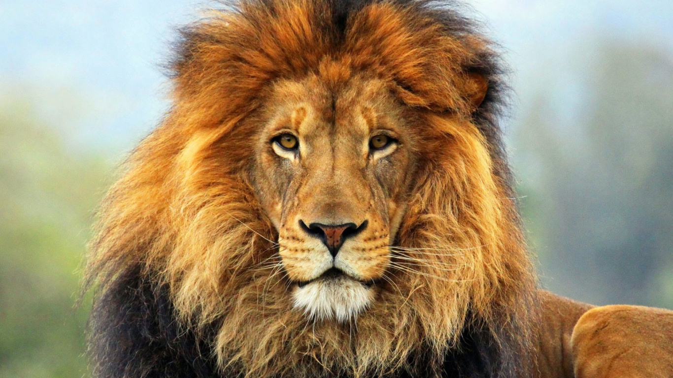 Lion Big Cat wallpaper 1366x768