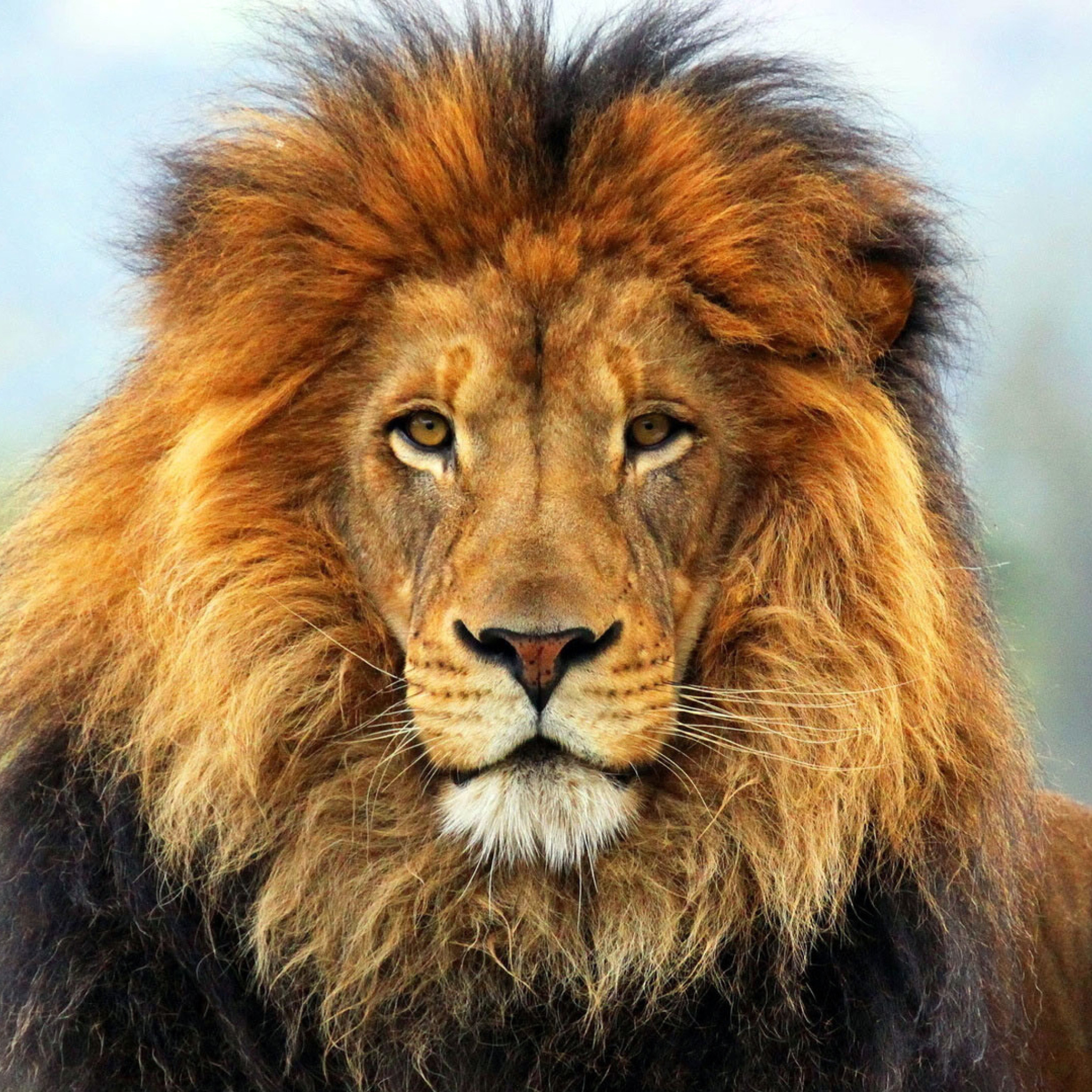 Fondo de pantalla Lion Big Cat 2048x2048