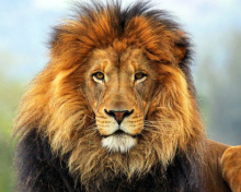 Обои Lion Big Cat 220x176
