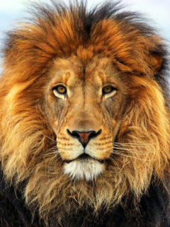 Das Lion Big Cat Wallpaper 240x320
