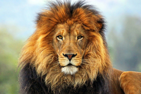 Fondo de pantalla Lion Big Cat 480x320