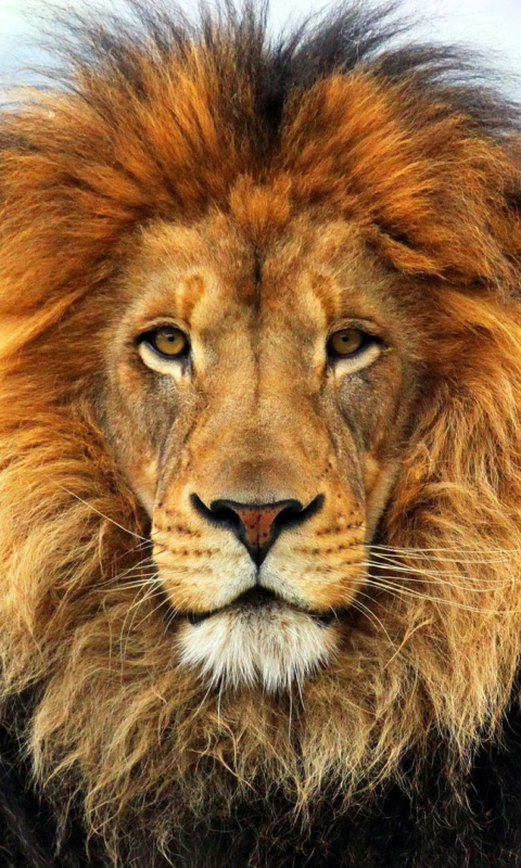 Fondo de pantalla Lion Big Cat 480x800