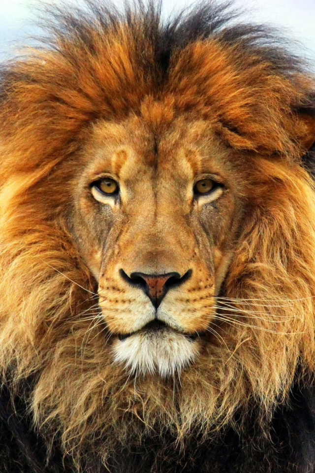 Das Lion Big Cat Wallpaper 640x960
