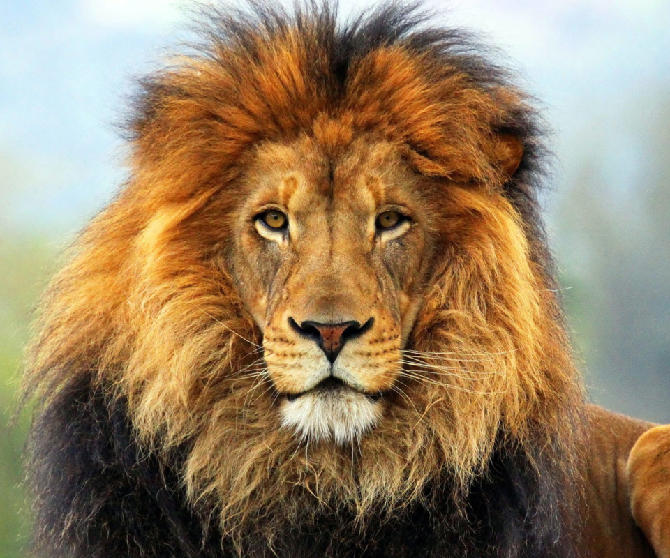 Fondo de pantalla Lion Big Cat 960x800