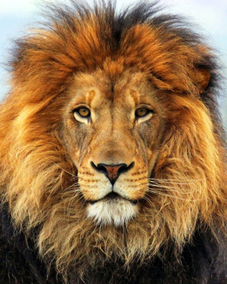 Lion Big Cat Background for 768x1280